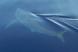 Lo squalo bianco a Capraia
